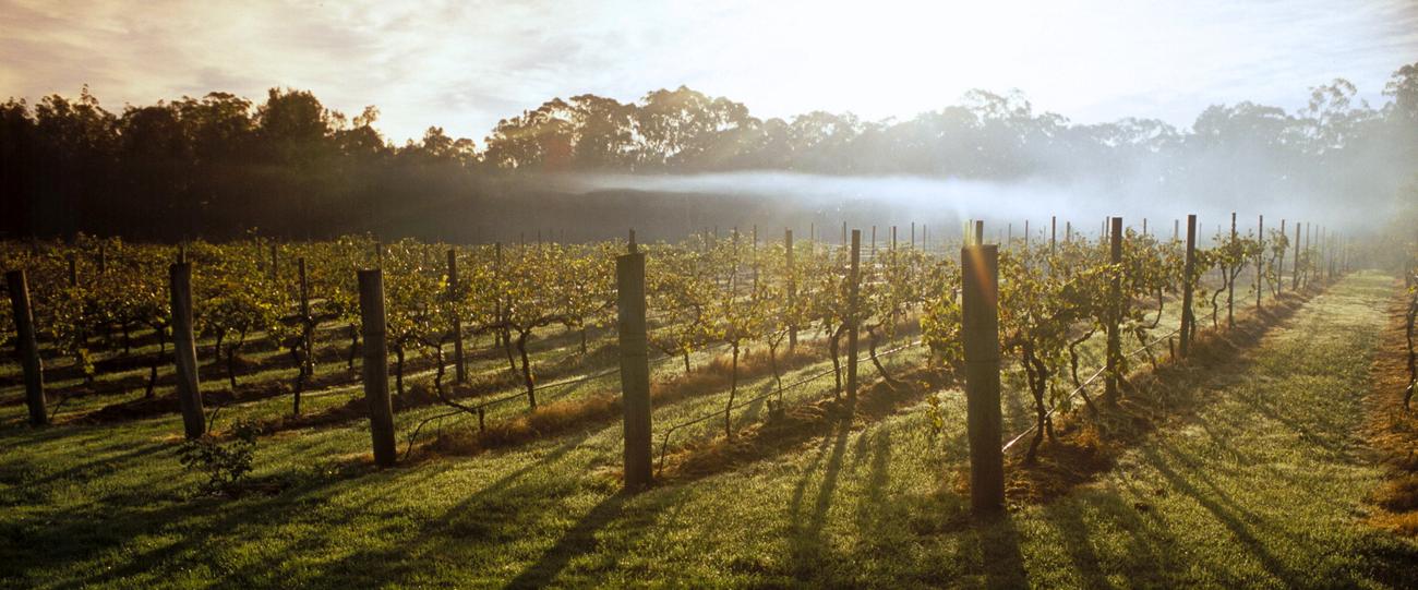Vine rows in morning mist at Aranya Acres, the vineyard restaurant at Wamboin NSW