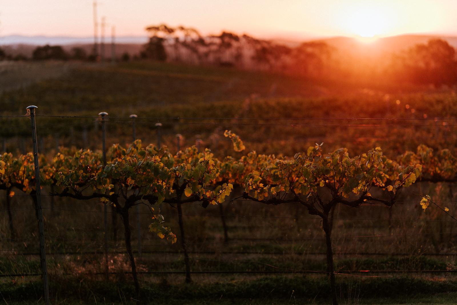 The lawn and vineyard at Aranya Acres at golden hour, 30 minutes from Canberra
